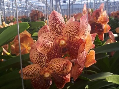 FOTO PUTOVANJE U KRALJEVINU CVIJEĆA