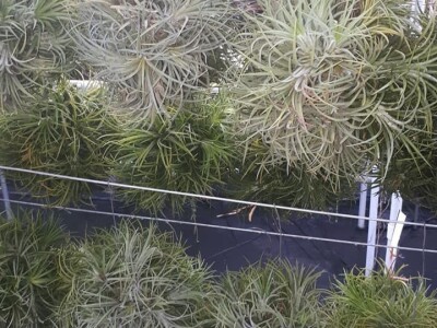 FOTO PUTOVANJE U KRALJEVINU CVIJEĆA