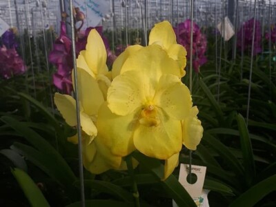 FOTO PUTOVANJE U KRALJEVINU CVIJEĆA