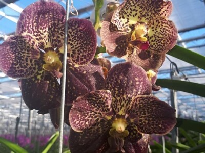 FOTO PUTOVANJE U KRALJEVINU CVIJEĆA