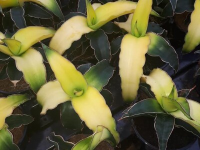 FOTO PUTOVANJE U KRALJEVINU CVIJEĆA