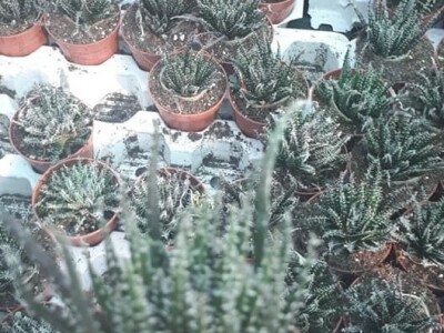 FOTO PUTOVANJE U KRALJEVINU CVIJEĆA