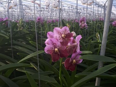 FOTO PUTOVANJE U KRALJEVINU CVIJEĆA