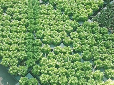 FOTO PUTOVANJE U KRALJEVINU CVIJEĆA