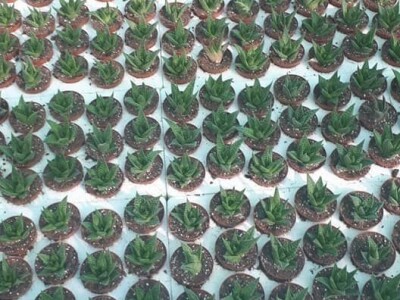 FOTO PUTOVANJE U KRALJEVINU CVIJEĆA