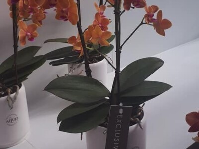 FOTO PUTOVANJE U KRALJEVINU CVIJEĆA