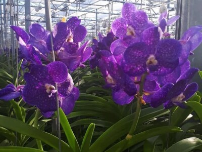 FOTO PUTOVANJE U KRALJEVINU CVIJEĆA