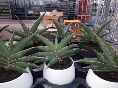 FOTO PUTOVANJE U KRALJEVINU CVIJEĆA