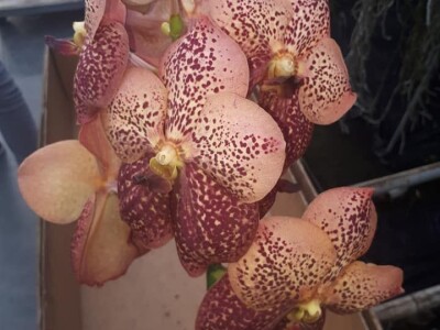 FOTO PUTOVANJE U KRALJEVINU CVIJEĆA