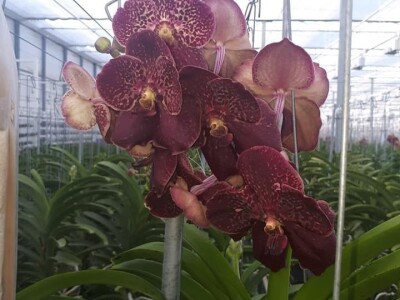 FOTO PUTOVANJE U KRALJEVINU CVIJEĆA