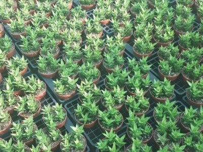 FOTO PUTOVANJE U KRALJEVINU CVIJEĆA