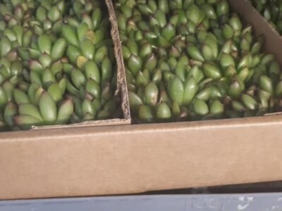 FOTO PUTOVANJE U KRALJEVINU CVIJEĆA