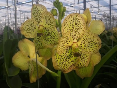 FOTO PUTOVANJE U KRALJEVINU CVIJEĆA