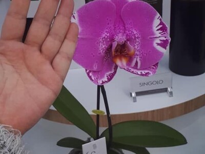 FOTO PUTOVANJE U KRALJEVINU CVIJEĆA