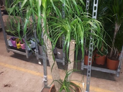 FOTO PUTOVANJE U KRALJEVINU CVIJEĆA