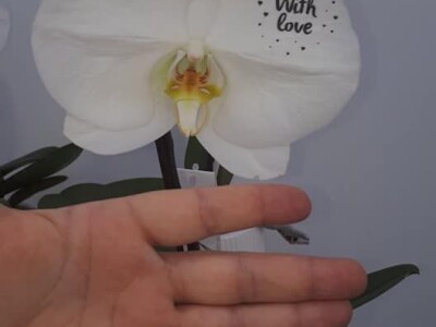 FOTO PUTOVANJE U KRALJEVINU CVIJEĆA