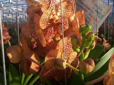 FOTO PUTOVANJE U KRALJEVINU CVIJEĆA