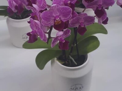 FOTO PUTOVANJE U KRALJEVINU CVIJEĆA