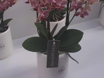 FOTO PUTOVANJE U KRALJEVINU CVIJEĆA