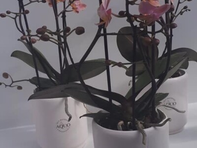 FOTO PUTOVANJE U KRALJEVINU CVIJEĆA