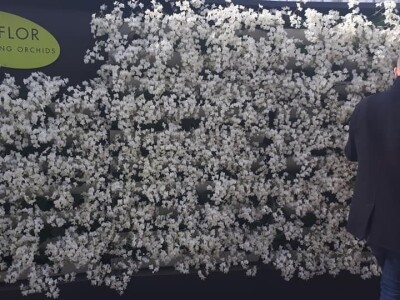 FOTO PUTOVANJE U KRALJEVINU CVIJEĆA