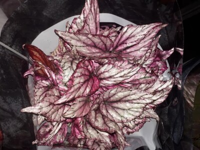 FOTO PUTOVANJE U KRALJEVINU CVIJEĆA