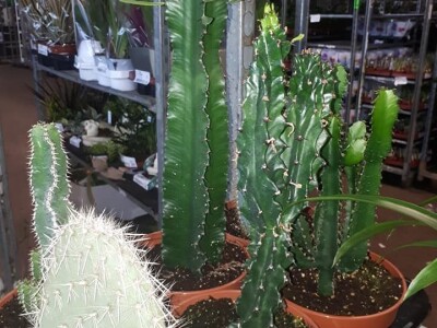 FOTO PUTOVANJE U KRALJEVINU CVIJEĆA