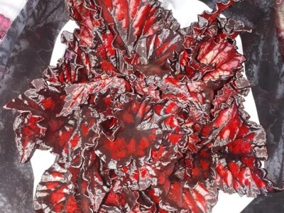 FOTO PUTOVANJE U KRALJEVINU CVIJEĆA