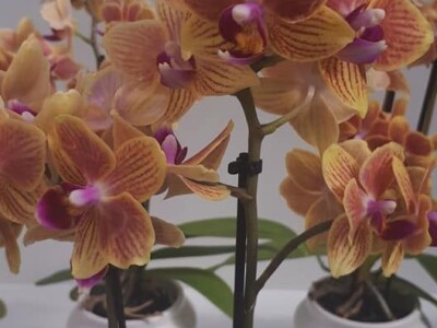 FOTO PUTOVANJE U KRALJEVINU CVIJEĆA