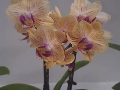 FOTO PUTOVANJE U KRALJEVINU CVIJEĆA