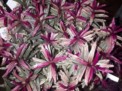 FOTO PUTOVANJE U KRALJEVINU CVIJEĆA