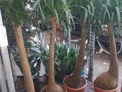 FOTO PUTOVANJE U KRALJEVINU CVIJEĆA