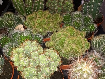 FOTO PUTOVANJE U KRALJEVINU CVIJEĆA