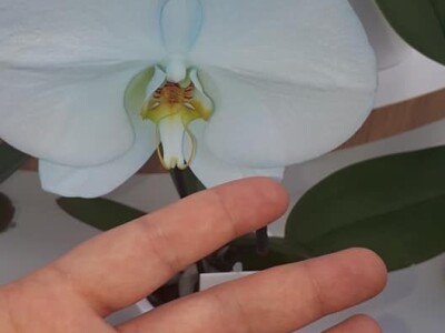 FOTO PUTOVANJE U KRALJEVINU CVIJEĆA