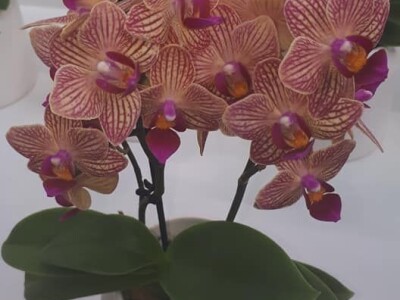 FOTO PUTOVANJE U KRALJEVINU CVIJEĆA