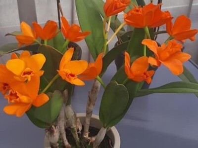 FOTO PUTOVANJE U KRALJEVINU CVIJEĆA