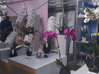 FOTO PUTOVANJE U KRALJEVINU CVIJEĆA