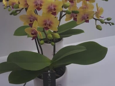 FOTO PUTOVANJE U KRALJEVINU CVIJEĆA