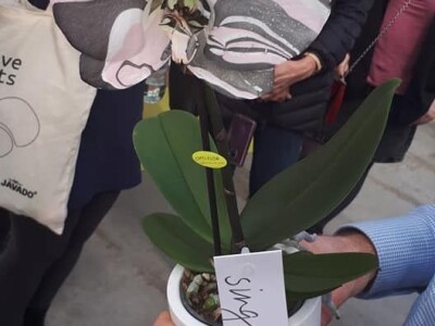 FOTO PUTOVANJE U KRALJEVINU CVIJEĆA