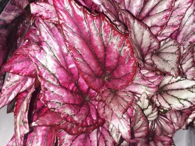 FOTO PUTOVANJE U KRALJEVINU CVIJEĆA