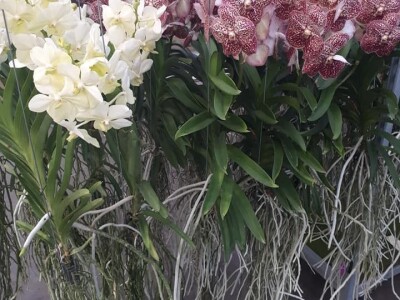 FOTO PUTOVANJE U KRALJEVINU CVIJEĆA