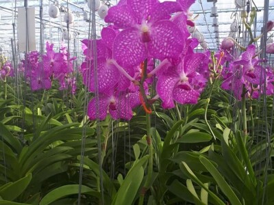 FOTO PUTOVANJE U KRALJEVINU CVIJEĆA