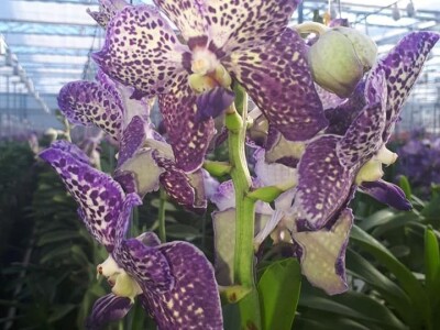 FOTO PUTOVANJE U KRALJEVINU CVIJEĆA