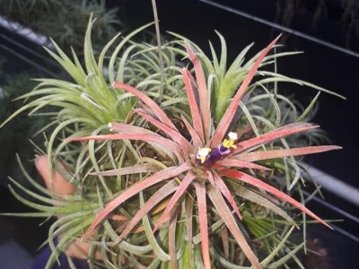 FOTO PUTOVANJE U KRALJEVINU CVIJEĆA