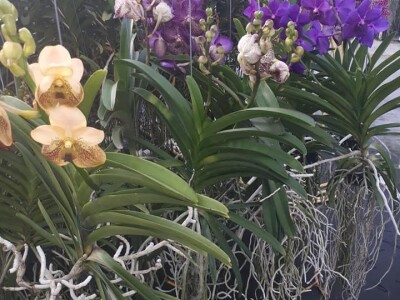 FOTO PUTOVANJE U KRALJEVINU CVIJEĆA