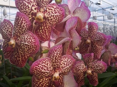 FOTO PUTOVANJE U KRALJEVINU CVIJEĆA