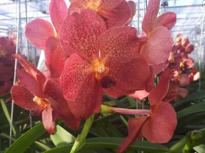 FOTO PUTOVANJE U KRALJEVINU CVIJEĆA