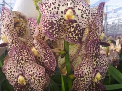 FOTO PUTOVANJE U KRALJEVINU CVIJEĆA