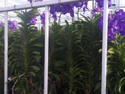 FOTO PUTOVANJE U KRALJEVINU CVIJEĆA