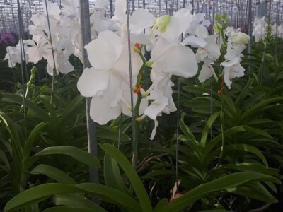 FOTO PUTOVANJE U KRALJEVINU CVIJEĆA